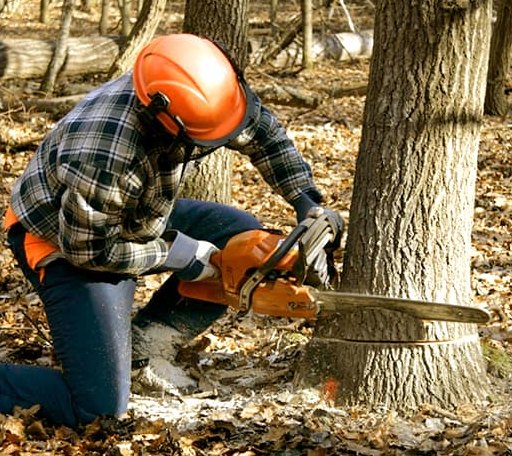 Tree Removal in Lane, SD